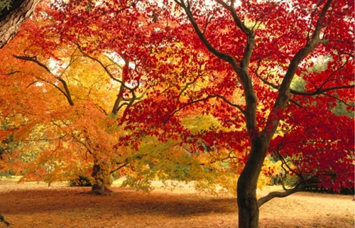 Westonbirt Arboretum